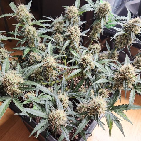 Cookie Gelato AUTO growlog timeline photo