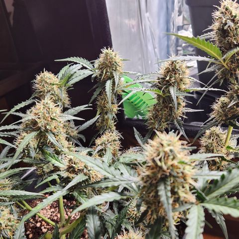 Cookie Gelato AUTO growlog timeline photo