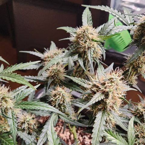Cookie Gelato AUTO growlog timeline photo