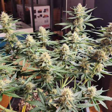 Royal Runtz AUTO growlog timeline photo