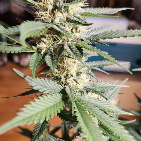 Royal Runtz AUTO growlog timeline photo