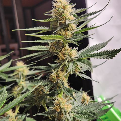 Royal Runtz AUTO growlog timeline photo