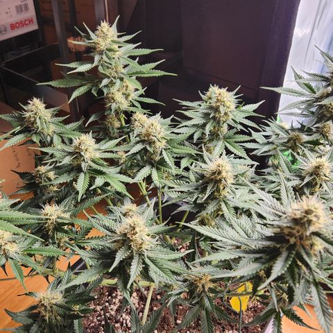 Royal Runtz AUTO growlog timeline photo