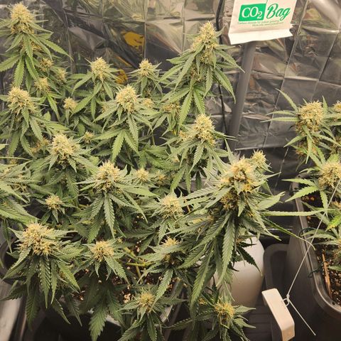 Royal Runtz AUTO growlog timeline photo