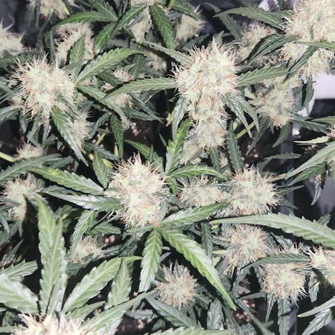 Cookie Gelato AUTO growlog timeline photo