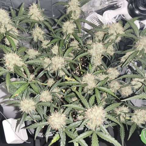 Cookie Gelato AUTO growlog timeline photo