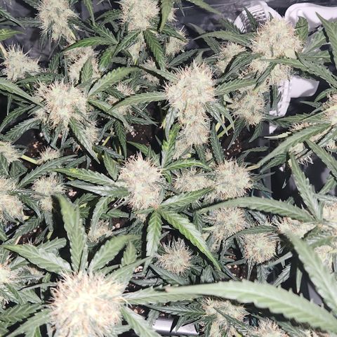 Cookie Gelato AUTO growlog timeline photo