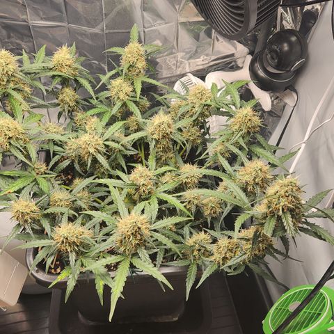 Cookie Gelato AUTO growlog timeline photo