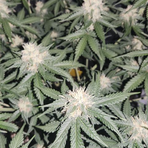 Royal Runtz AUTO growlog timeline photo