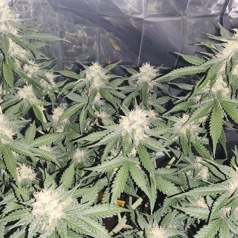 Royal Runtz AUTO growlog timeline photo