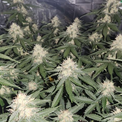 Royal Runtz AUTO growlog timeline photo