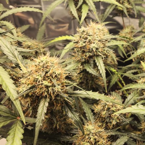 Cookie Gelato AUTO growlog timeline photo