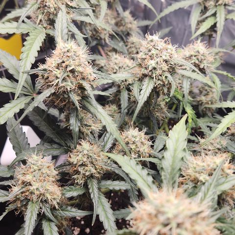 Cookie Gelato AUTO growlog timeline photo