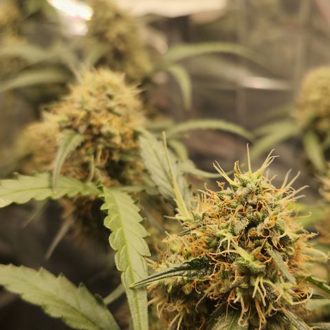 Cookie Gelato AUTO growlog timeline photo