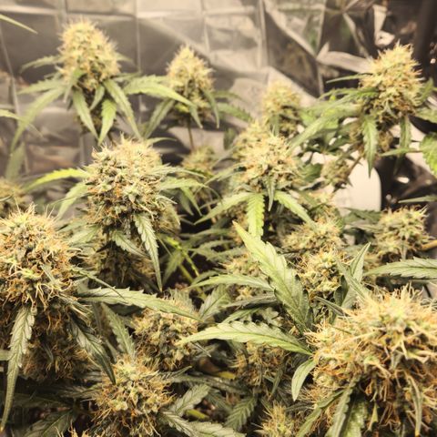Cookie Gelato AUTO growlog timeline photo