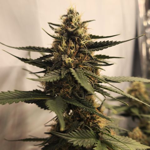 Royal Runtz AUTO growlog timeline photo