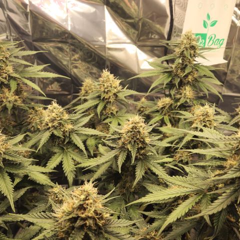 Royal Runtz AUTO growlog timeline photo
