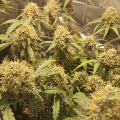 Cookie Gelato AUTO growlog timeline photo