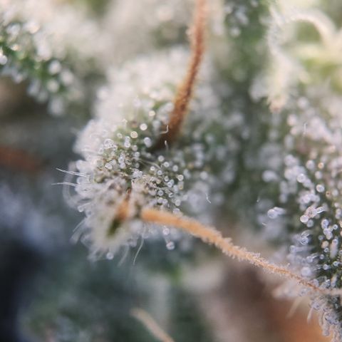 Cookie Gelato AUTO growlog timeline photo