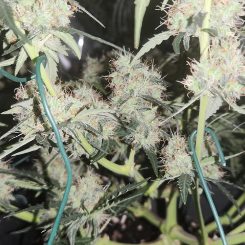Cookie Gelato AUTO growlog timeline photo