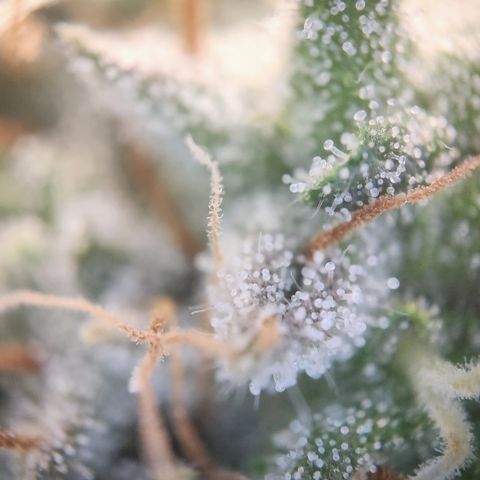 Cookie Gelato AUTO growlog timeline photo
