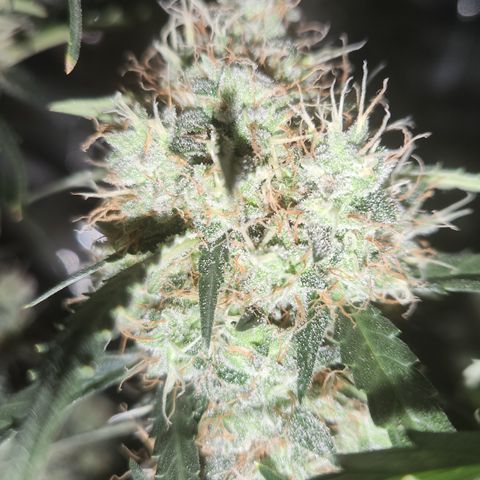 Cookie Gelato AUTO growlog timeline photo