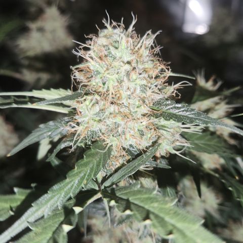 Cookie Gelato AUTO growlog timeline photo
