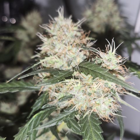 Cookie Gelato AUTO growlog timeline photo