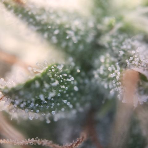 Cookie Gelato AUTO growlog timeline photo