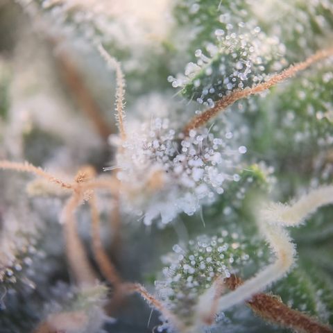 Cookie Gelato AUTO growlog timeline photo