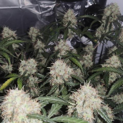 Cookie Gelato AUTO growlog timeline photo