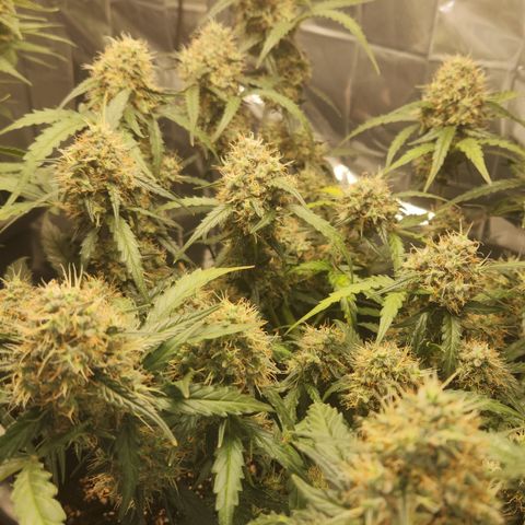 Cookie Gelato AUTO growlog timeline photo