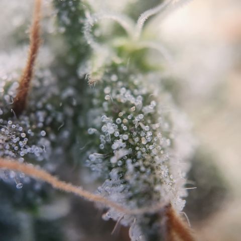 Cookie Gelato AUTO growlog timeline photo