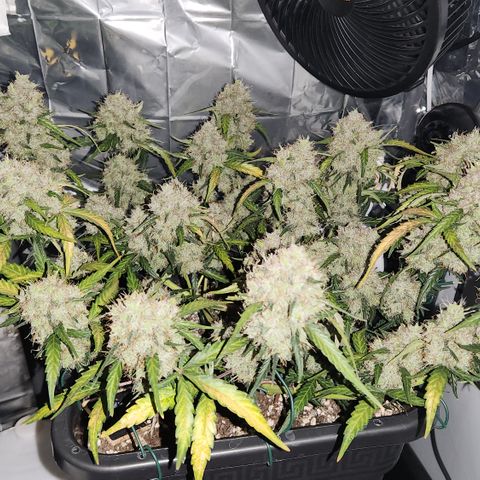 Cookie Gelato AUTO growlog timeline photo