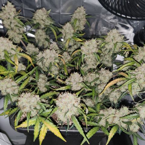 Cookie Gelato AUTO growlog timeline photo