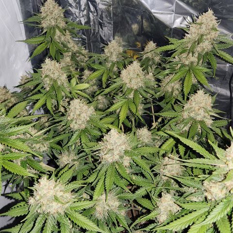 Royal Runtz AUTO growlog timeline photo