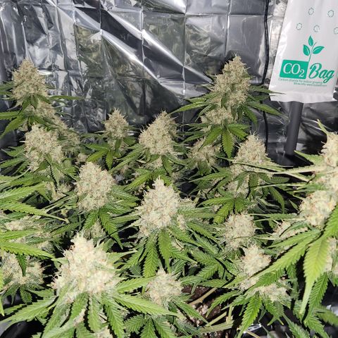 Royal Runtz AUTO growlog timeline photo