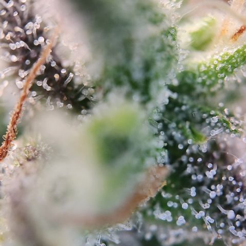 Cookie Gelato AUTO growlog timeline photo