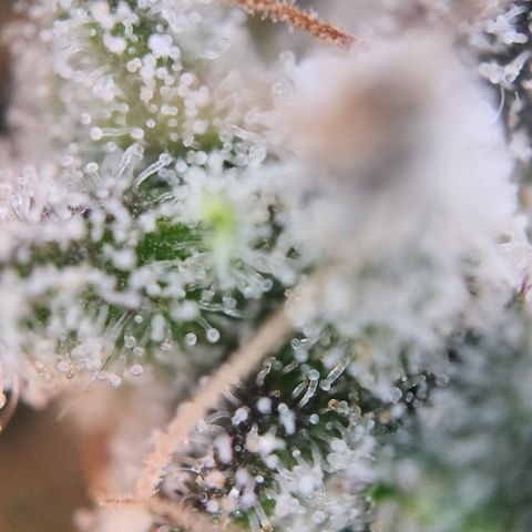 Cookie Gelato AUTO growlog timeline photo