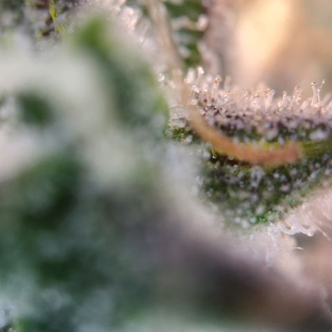 Cookie Gelato AUTO growlog timeline photo