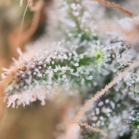 Cookie Gelato AUTO growlog timeline photo