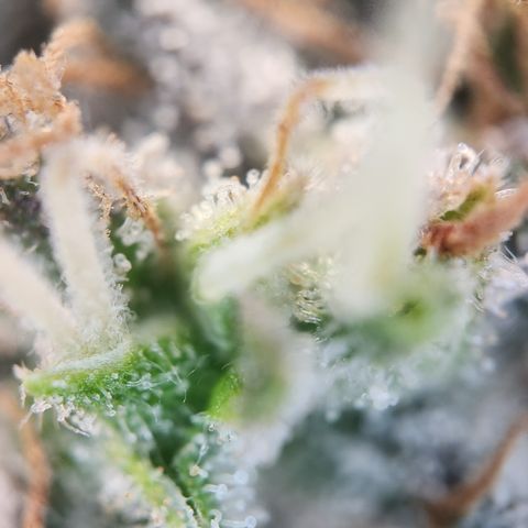 Cookie Gelato AUTO growlog timeline photo