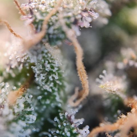 Cookie Gelato AUTO growlog timeline photo