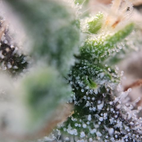 Cookie Gelato AUTO growlog timeline photo