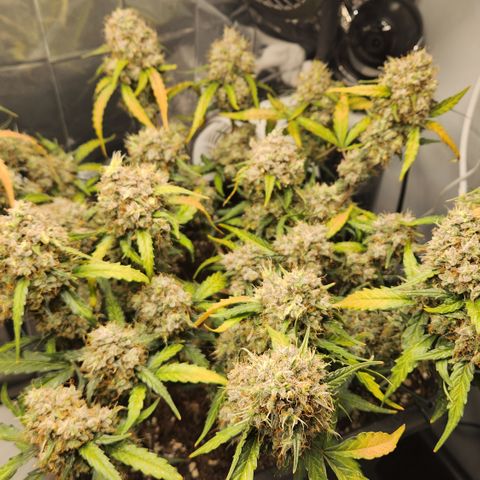 Cookie Gelato AUTO growlog timeline photo