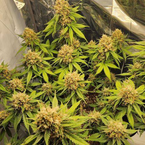 Royal Runtz AUTO growlog timeline photo