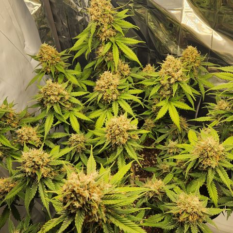 Royal Runtz AUTO growlog timeline photo