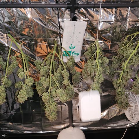 Royal Runtz AUTO growlog timeline photo
