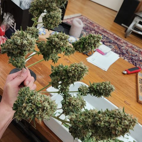 Royal Runtz AUTO growlog timeline photo