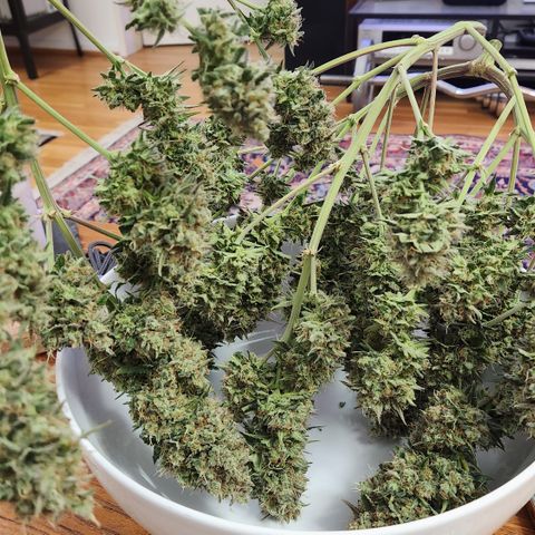 Royal Runtz AUTO growlog timeline photo